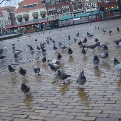 1249_ze_pikken.jpg