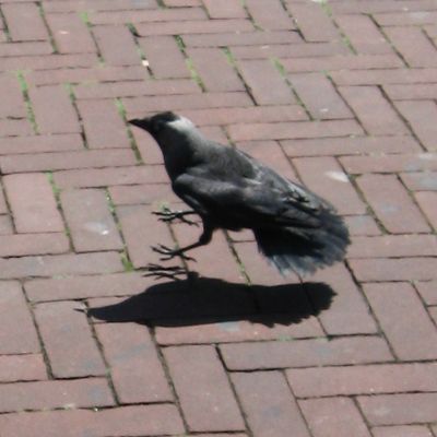 1692_vliegen_28_04_11.jpg