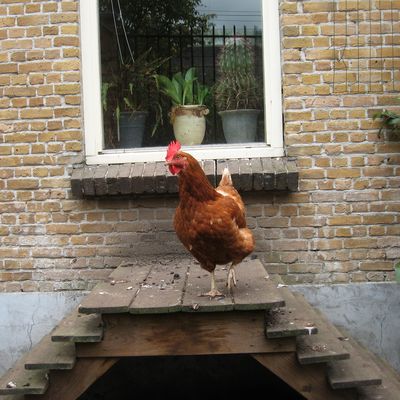 1878_de_snoodaard_30_10_11.jpg