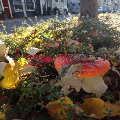 2997_herfststukje_half_gouda.jpg