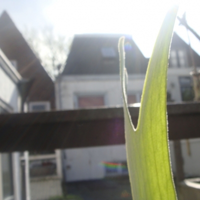 3172_hertshoorn_half_gouda.jpg