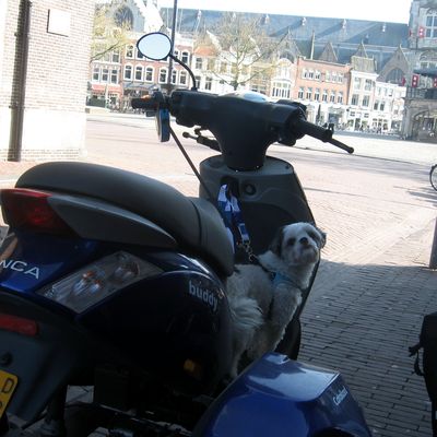 3185_buddy_half_gouda_03_05_2015.jpg