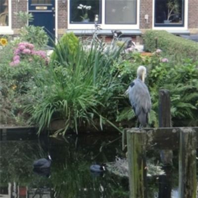 3251_niet_voor_niets_half_gouda.jpg