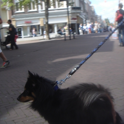 3353_halszaak.jpg