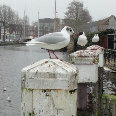 4050_op_de_toppen.jpg