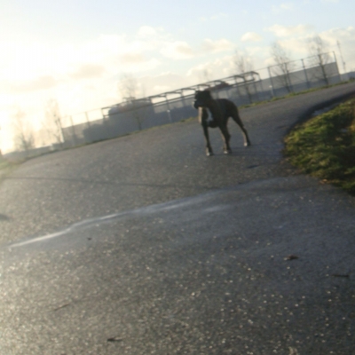 4062_laat_hem_half_gouda.jpg