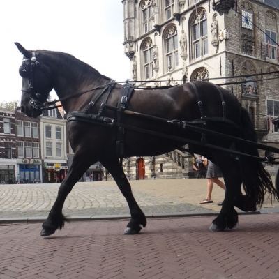 4199_adeldom_half_gouda.jpg