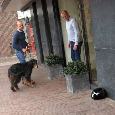 4200_een_poes_half_gouda_04_07_2016.jpg