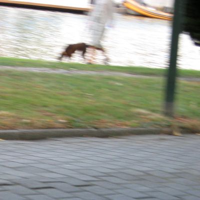 4306_op_jacht_half_gouda_18_10_2016.jpg