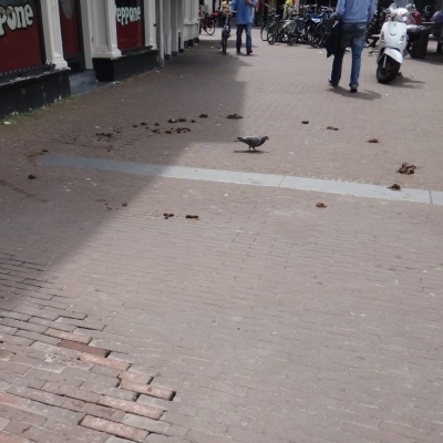 4488_richt_jezelf_op_half_gouda.jpg