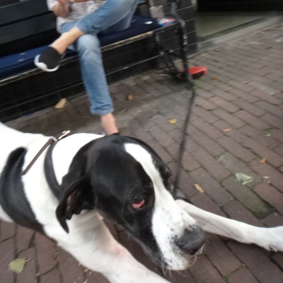 4641_doorlopen_half_gouda.jpg