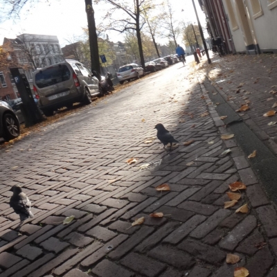 4722_gehoorzaam_half_gouda.jpg