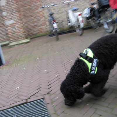 4780_geen_hond_01_02_2018.jpg