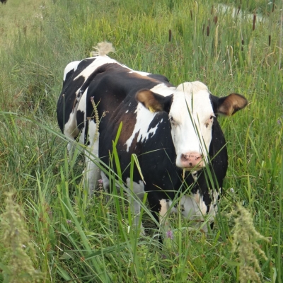 4866_langbloem_half_gouda.jpg