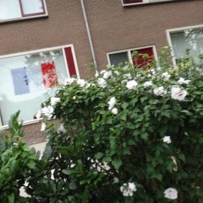 4925_verdraaid_half_gouda.jpg