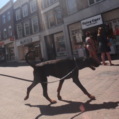4927_tijgervink_half_gouda.jpg