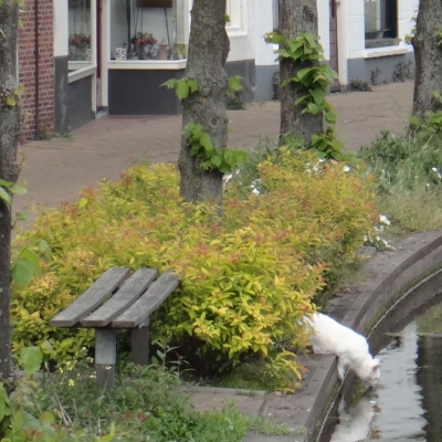5037_haikeus_6_half_gouda.jpg