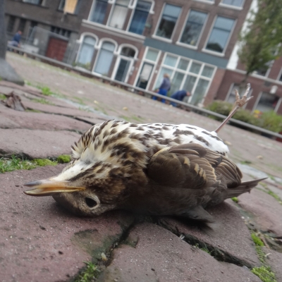 5090_vogelrichtlijn_half_gouda.jpg