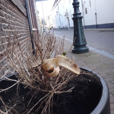 5151_uit_de_wind_half_gouda.jpg