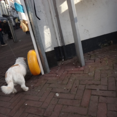 5239_komt_er_wat_van_half_gouda.jpg