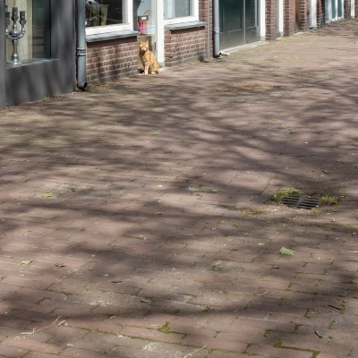 5268_de_schaduw_van_een_vogel.jpg