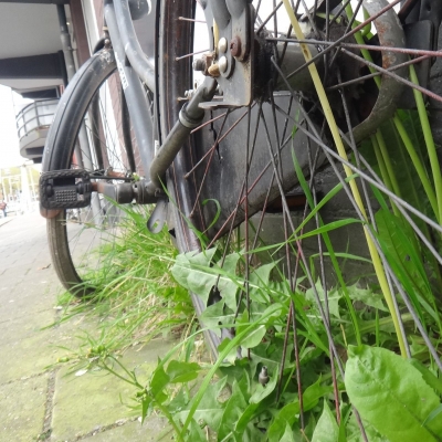 5275_op_de_tocht_half_gouda.jpg
