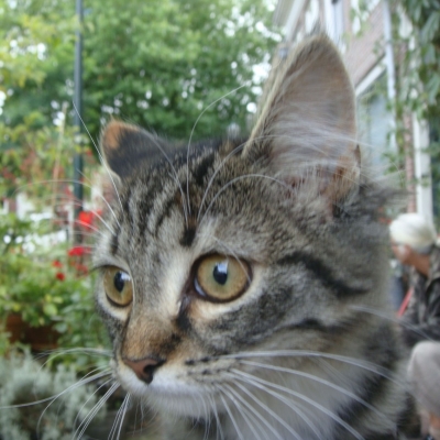 5287_opgezet_half_gouda.jpg