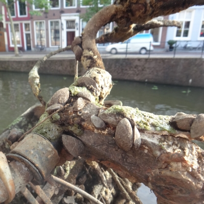 5335_wonderlijke_creaturen_half_gouda.jpg