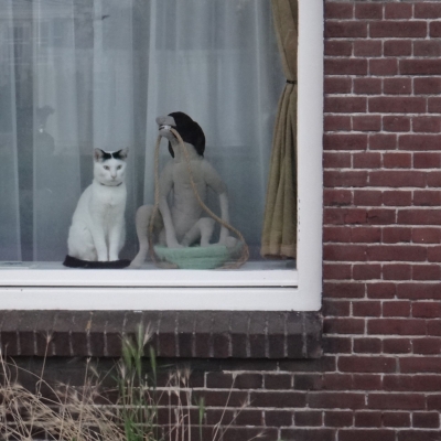 5427_kat_en_hond_half_gouda.jpg