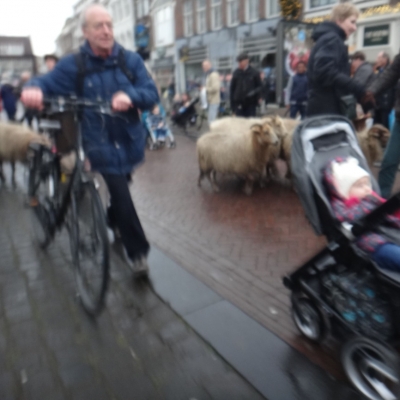 5466_arme_kudde_half_gouda.jpg