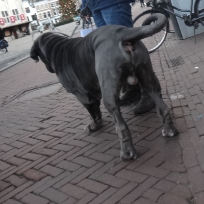 5486_haikeus34_half_gouda.jpg