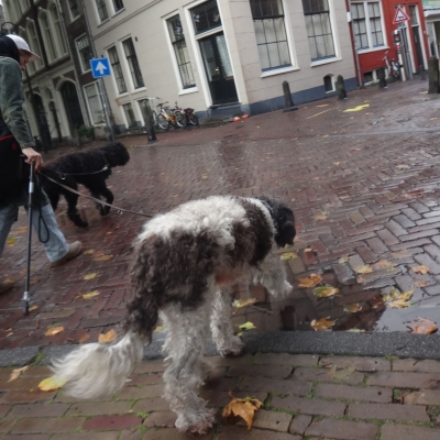 5523_weer_half_gouda.jpg