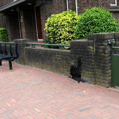 5666_voor_een_kerk_half_gouda_19_06_2022.jpg