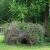 2119_innerlijke_plaats_01_07_2012.jpg